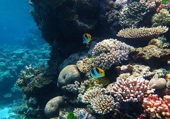 Mengenal Terumbu Karang, Hewan yang Menjaga Ekosistem Laut