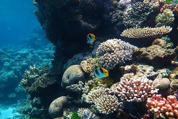 Terumbu karang bisa tumbuh dengan baik jika suhu air laut antara