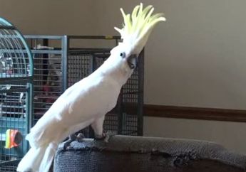 Burung Beo Ini Bisa Menari dan Mempelajari Tariannya Sendiri, lo!