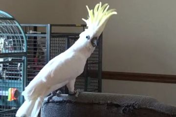 58 Koleksi Gambar Burung Beo HD Terbaru