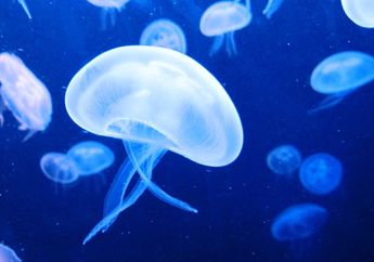 7 Fakta Seru Ubur-Ubur, Salah Satunya Pernah Dibawa ke Ruang Angkasa