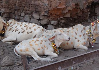 Di India Ada Ritual Manusia Diinjak Sapi, lo! Pernah Tahu?