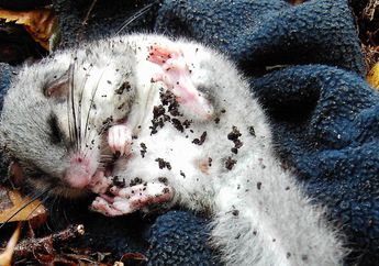 Banyak yang Salah Sangka, Ternyata Hewan yang Hibernasi Bukan Hanya Sedang Tidur