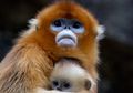 Monyet Hidung Pesek Emas Saling Mengasuh Anak Dari Betina Lain, lo!