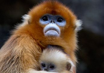 Monyet Hidung Pesek Emas Saling Mengasuh Anak Dari Betina Lain, lo!