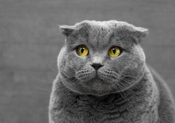 Segera Jauhkan dari Kucing Kesayanganmu, Ini 8 Hal yang Membuat Kucing Takut