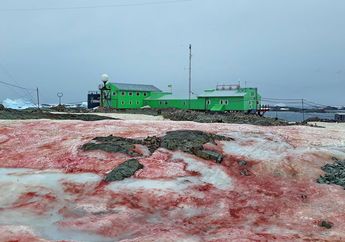 Sebuah Pulau di Antartika Dipenuhi 'Salju Darah', Apa Penyebabnya?