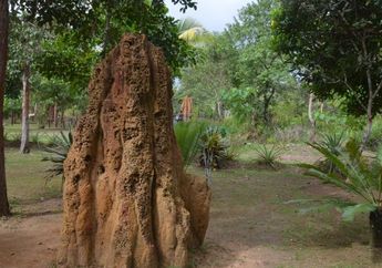 Musamus di Taman Nasional Wasur Ini Dibuat oleh Serangga Kecil