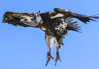 Burung Nasar Hidup dengan Makan Bangkai, Simak Penjelasannya!