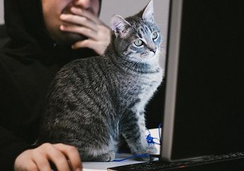 Dikenal Cuek, Ternyata Kucing Juga Menyukai Manusia! Ini Penjelasan Ilmiahnya