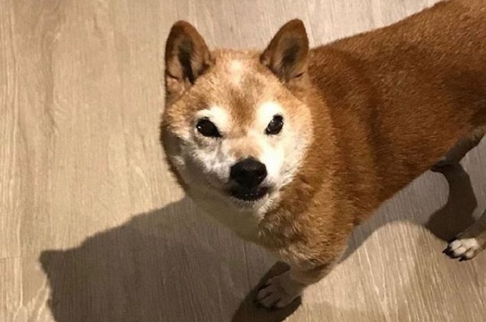 Yuk Kenalan Dengan Chester Anjing Shiba Inu Yang Selalu Terlihat