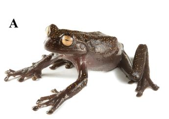 Ilmuwan Menemukan Spesies Katak yang Unik di Ekuador! Seperti Apa?