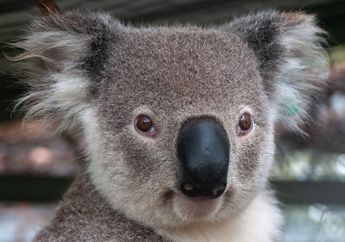 Koala Hampir Selalu Berada di Atas Pohon, Bagaimana Cara Koala Minum?
