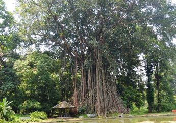 Pohon Beringin Penjaga Sumber Air, Lambang Sila Ketiga Pancasila