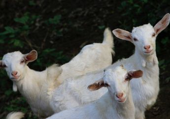 Ada Jenis Kambing yang Bisa Pingsan Jika Sedang Ketakutan, Apa Sebabnya?
