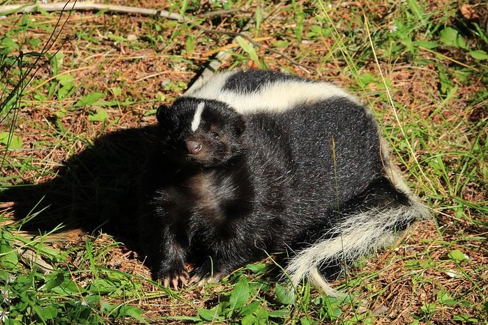 Sigung, hewan mirip musang