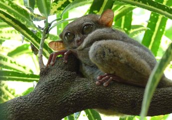 Tarsius, Primata Kecil Bermata Besar yang Dilindungi, Kenalan, yuk!