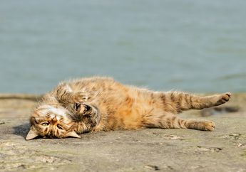 Kucingmu Suka Mengeluarkan Suara Dengkuran? 3 Hal Ini Bisa Jadi Penyebabnya