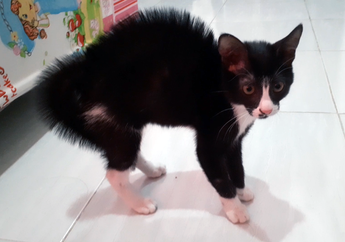 5 Penyebab Kucing Peliharaan Jadi Galak, Apa Ini Terjadi pada Kucingmu?