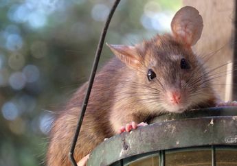 Hati-Hati, Ini 5 Penyakit Berbahaya yang Disebabkan oleh Tikus