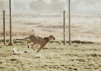Meski Cheetah Cepat, Hewan Pelari Maraton Ini Punya Ketahanan Lebih Kuat