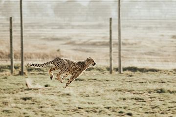 40+ Hewan cheetah berasal dari info