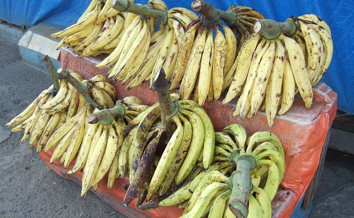 Jangan Salah Pilih Ini 4 Jenis Pisang Yang Pas Untuk Digoreng Simak Juga Tips Agar Pisang Goreng Renyah Tahan Lama Semua Halaman Bobo