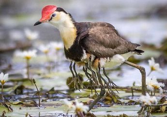 Hebat, Burung Ini Menggendong 4 Ekor Anaknya di Sayap! Burung Apa, ya?