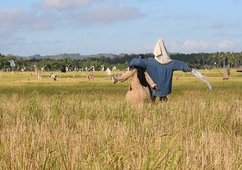 Apakah Orang-orangan Sawah Benar-Benar Bisa Menakuti Hama Hewan?