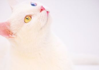 Kucing Bisa Punya Dua Bola Mata yang Berbeda Warna, Apakah Ia Bisa Melihat Seperti Kucing Lainnya?