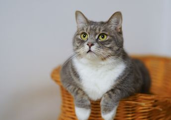Ternyata, Selain di Mesir, Kucing Juga Pernah jadi Hewan yang Dipuja di 6 Tempat Ini! Pernah Tahu?