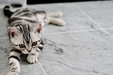 5 Penyebab Mengapa Kucing Tidak Mau Makan Salah Satunya Karena Kucing Stres Semua Halaman Bobo