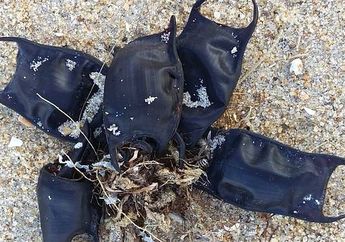 Bukan Kantong Plastik, Benda di Pantai di Amerika Ini Ternyata Hewan Laut