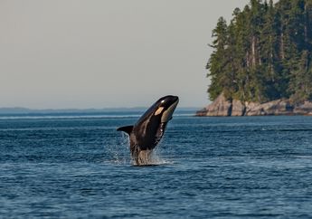 Dikenal dengan Nama Paus Pembunuh, Ini Fakta Seru Paus Orca yang Sebenarnya Bukan Paus