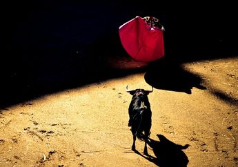BERITA POPULER: Ternyata Warna Merah Bukan Penyebab Banteng Marah Hingga Barang yang Sebaiknya Tak Disimpan di Kamar Mandi