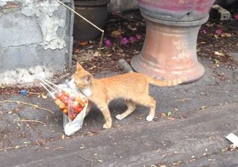 Gemas, Kucing Oranye Ini Membawa Seplastik Bakso dengan Hati-Hati
