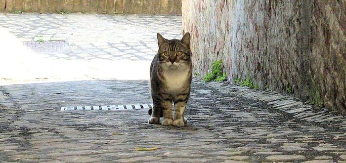 Benarkah Kucing Liar Bisa Membantu Mencari Kucing Peliharaan yang 