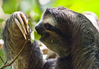 Kungkang yang Bergerak Pelan Ini Suka Tidur 15 Jam Setiap Hari