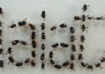 Plastik Bening Berisi Air Dapat Mengusir Lalat, Kok, Bisa, ya?