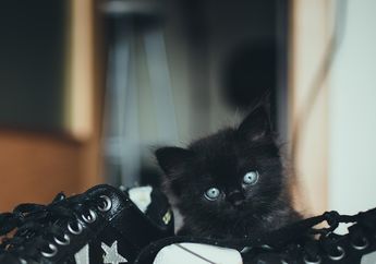 Ternyata Ini Alasan Mengapa Kucing Suka Mencium Sepatu Kita Meskipun Bau