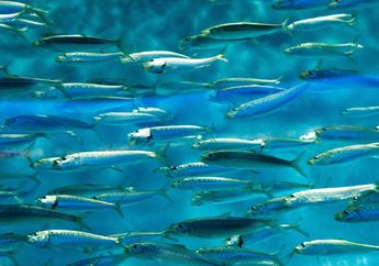 Mengapa Ikan di Laut Bisa Minum Air Asin Sementara Manusia Tidak Bisa Meminumnya?