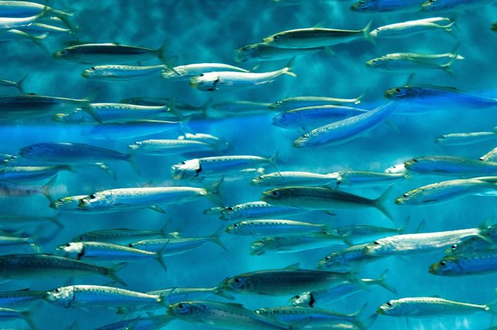 83 Ikan Laut Air Tawar Gratis Terbaik