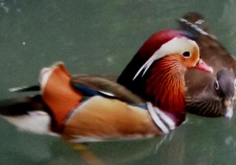 Bebek Mandarin yang Indah Ini Menjadi Simbol Kesetiaan, Mengapa, ya?