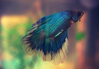 Ikan Cupang Banyak Dicari untuk Mengurangi Demam Berdarah, Bagaimana Caranya?
