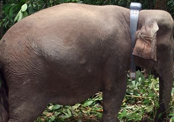 Gajah Betina Besar Ini Mengenakan Kalung, Apakah Ada Gunanya?