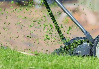 Dari Mana Asalnya Bau Khas Rumput yang Baru Dipotong? #AkuBacaAkuTahu