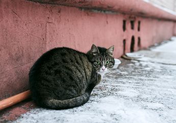 Stop Lakukan 7 Kesalahan Memelihara Kucing Ini, Salah Satunya Membiarkan Kucing Terlalu Gemuk