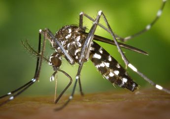 Inilah Cara Pencegahan Demam Berdarah Dengue, Simak Penjelasannya!