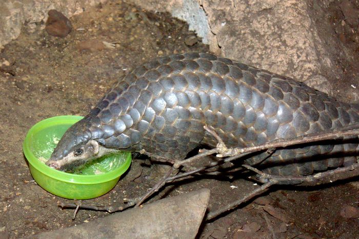 Trenggiling Memiliki Sisik Kuat Tapi Terancam Punah Mengapa