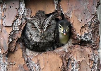 Seekor Burung Hantu Merawat Anak Bebek di Sarangnya, Kok Bisa?
